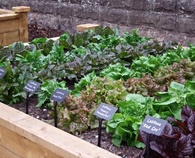 There’s still a place for lettuce. PHOTOS: GILLIAN VINE