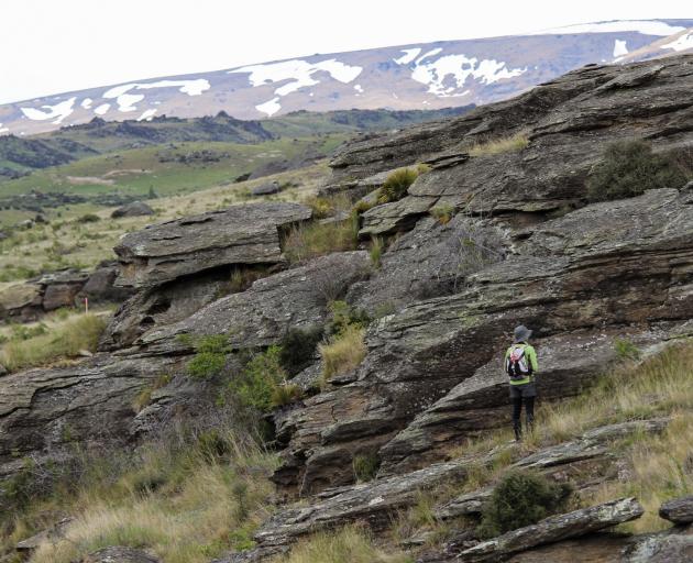 Woody vegetation surrounds many of the schist outcrops and provides great habitat for the skinks....