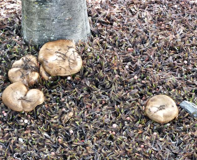 So many people asked the name that Emma made a sign for this native groundcover Leptinella Platts...