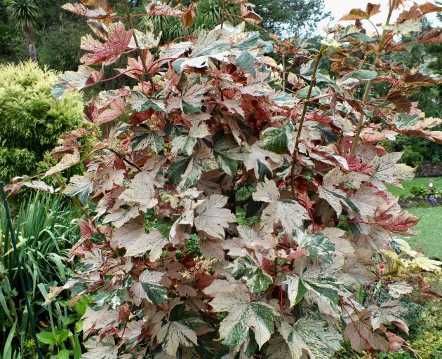 A variegated maple, Acer pseudoplatanus Esk Sunset, in the Browns’ garden.