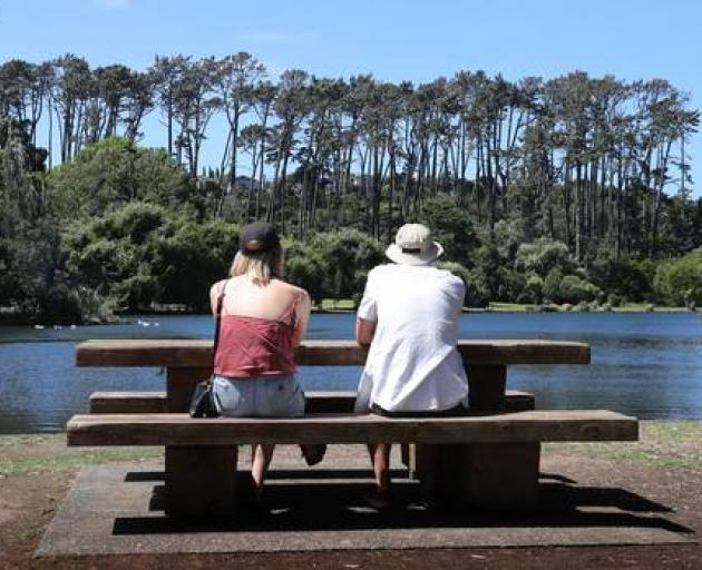 These pines at Western Springs are set for the chop. Photo: NZ Herald