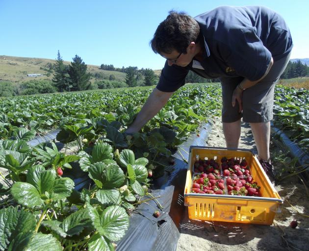 The berry fruit season is early this year thanks to the weather. Photo: Simon Henderson