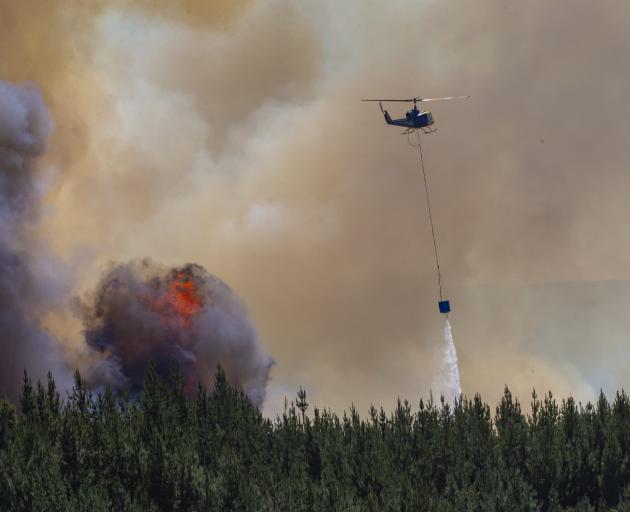 City Forests in Dunedin has closed its forest estates to the public because of the extreme fire...
