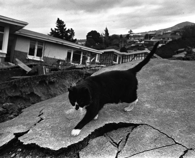 A cat navigates its way over the cracked ground. Photo: ODT files