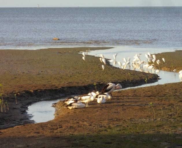 Pelicans, Egrets, Herons on the Esplanade, Cairns. PHOTO: ABBY SMITH