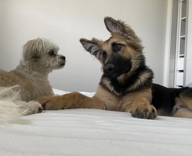 Storm relaxes with Alfie after his traumatic day. Photo: Supplied