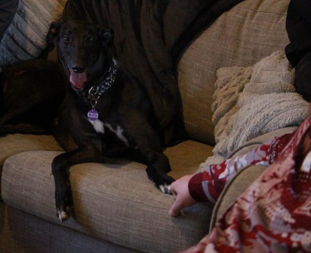 Bolty was once one of the fastest in New Zealand. Today he has a cosy life with owner Dylan Voyce...