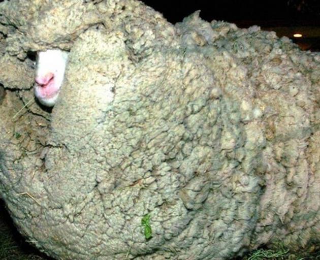 The original Shrek the sheep. Photo: Supplied