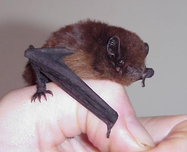 The New Zealand long-tailed bat, Chalinolobus tuberculatus. PHOTO: COLIN O'DONNELL
