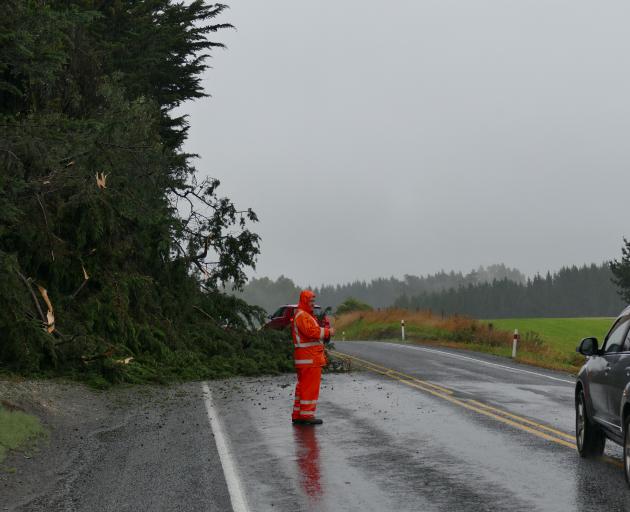 A Clutha District Council contractor guides traffic past a fallen tree 8km south of Balclutha on State Highway 1, about 9am. Photo: Richard Davison A Clutha District Council contractor guides traffic past a fallen tree 8km south of Balclutha on State Highway 1, about 9am. Photo: Richard Davison
