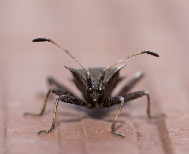 The Tenancy Tribunal has found the apartment was infested with bed bugs. Photo: Getty Images