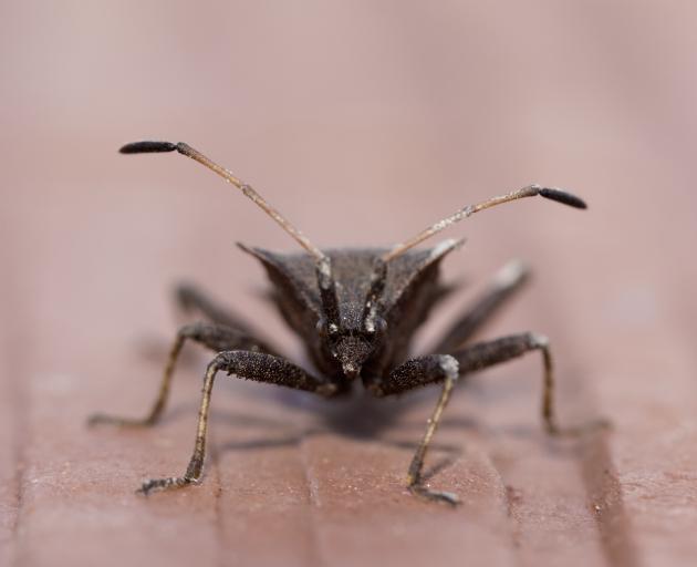 The Tenancy Tribunal has found the apartment was infested with bed bugs. Photo: Getty Images 