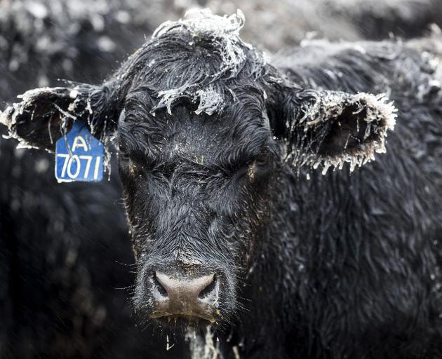 A frosty looking calf bears the brunt of the wintry blast at a ranc near  Kilgore in Nebraska....