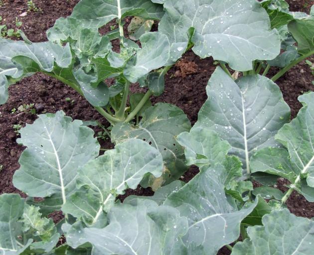 Broccoli is a good winter brassica.