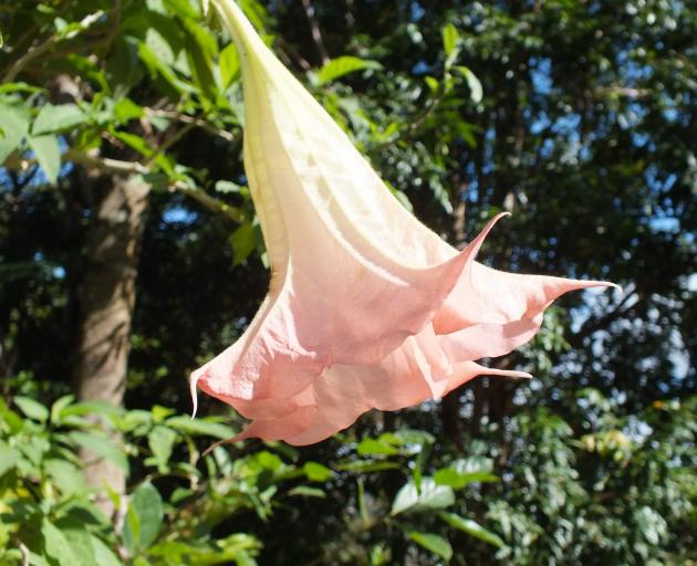 Brugmansias, like this peach-coloured one, thrive in the garden.