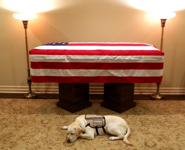 Sully, the service dog of George H.W. Bush in his final months, lays in front of his casket at a...