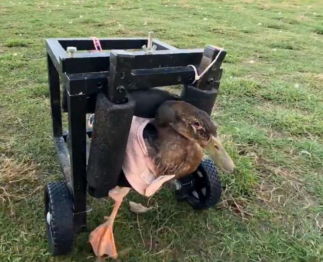 Myelin the duck is enjoying his independence and making the most of his special wheelchair