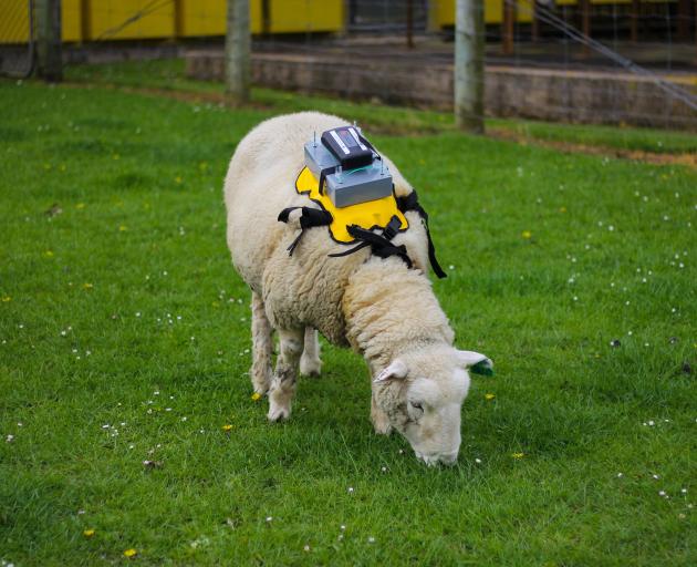 Casey Munro is making progress on the sheep’s back. PHOTO: SUPPLIED










