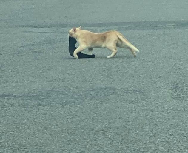 Jasper was sighted stealing a sock by one of his neighbours. Photo: Supplied