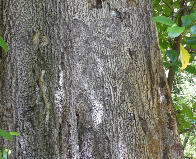 A carved figure on the living trunk of an ancient tree.