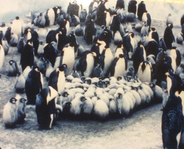 Emperor penguin chicks form a ‘‘creche’’. PHOTO: SUPPLIED 