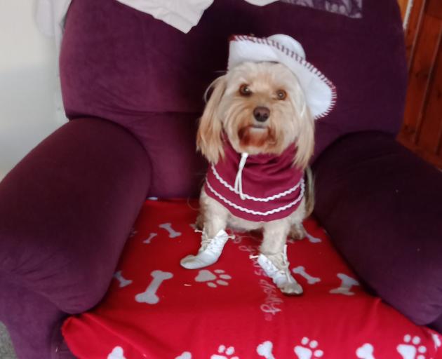 Alice dressed up in her country and western outfit to watch her owner Diane line dance. Photo:...