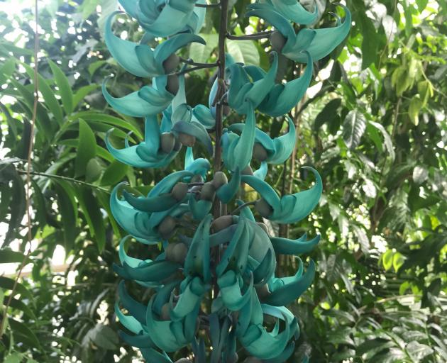 Emerald vine (Strongylodon macrobotrys) is another turquoise-flowered  rarity.