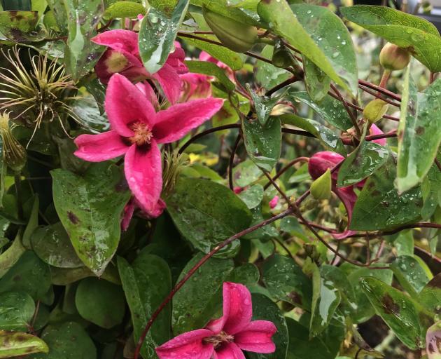Clematis texensis Princess Diana flowers from early summer until autumn.