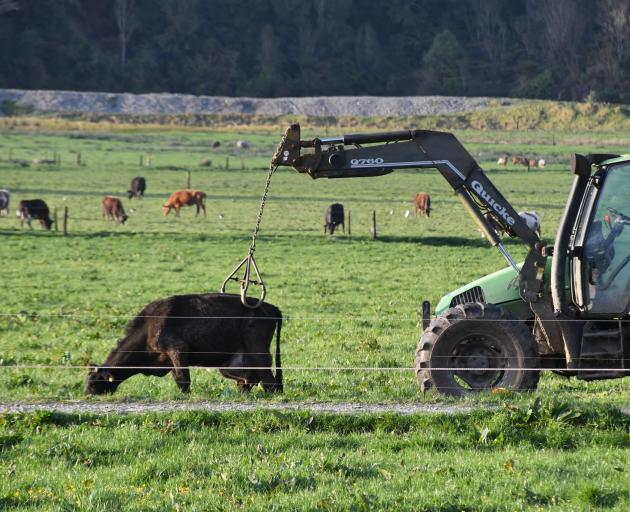 British tourist Ed Shephard took this photo of a cow with hip clamps in South Westland. Photo: supplied 