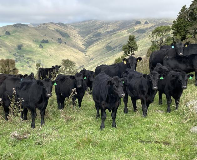 A recorded Angus herd is the breed of choice for the Williams family at their Brockworth farm on...