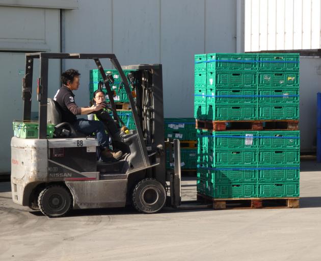 .At the peak of the season Southbridge grower Robin Oakley hires more than 40 staff for his...