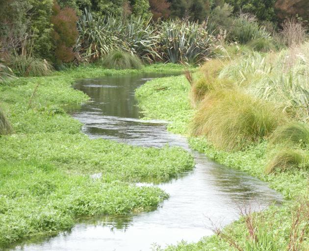 Native plantings provide a habitat for wildlife, filter farm nutrients and just look good on the...