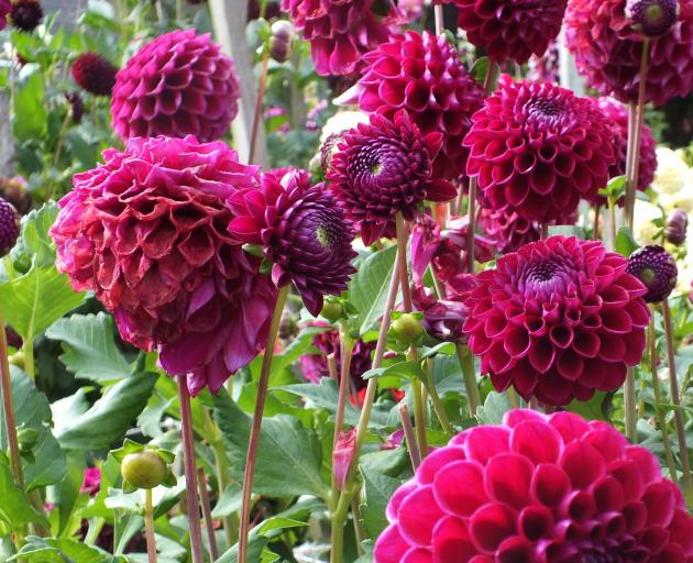 Amy Cave is a small ball variety of dahlia. Photo: Gillian Vine