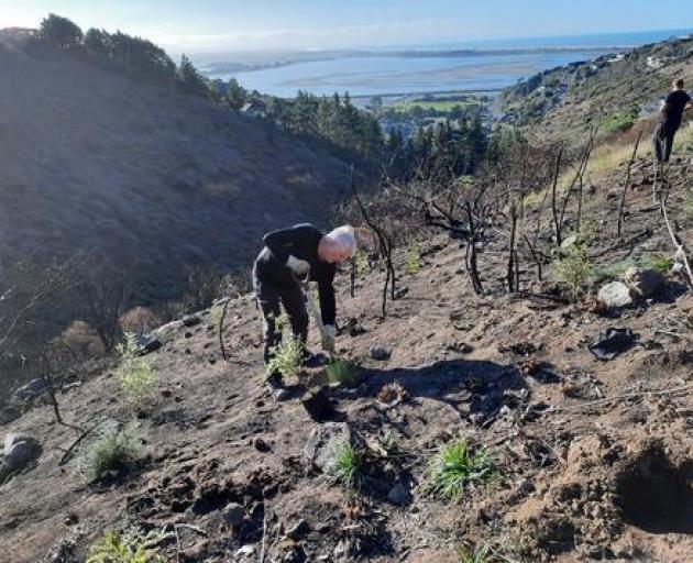 Volunteers replant trees at Drayton Reserve after a fire in January decimated the area and...