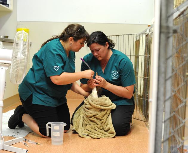 Dr Lisa Argilla, of the Wildlife Hospital Dunedin (right), holds open the mouth of an injured yellow-eyed penguin so vet nurse Angelina Martelli can give it fluids. PHOTO: CHRISTINE O'CONNOR