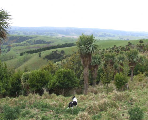 A gully on Glenayr Farm was transformed using Marjorie Hay's design skills. Photo: Sally Rae