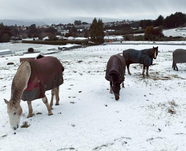 Horses graze in the thin layer of snow which fell on Three-Mile Hill overnight. Photo: Stephen Jaquiery