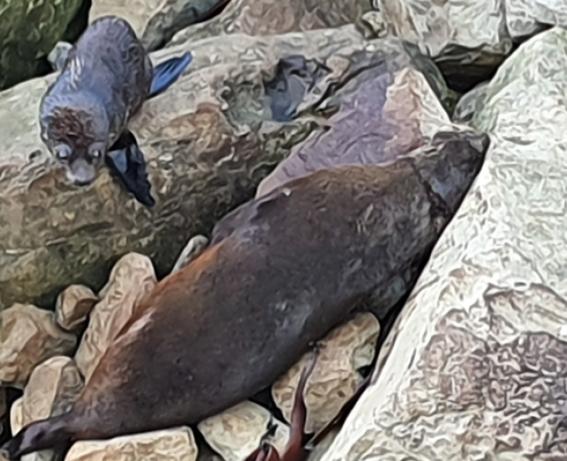 An alive seal pup beside a dead adult seal at Ōhau Point. Two distressed seal pups were seen...