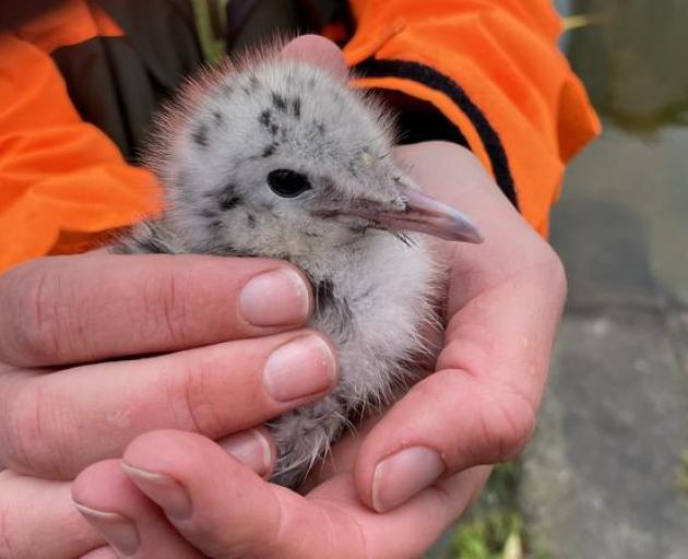 An endangered black-billed gull chick. Photo: Supplied / DOC