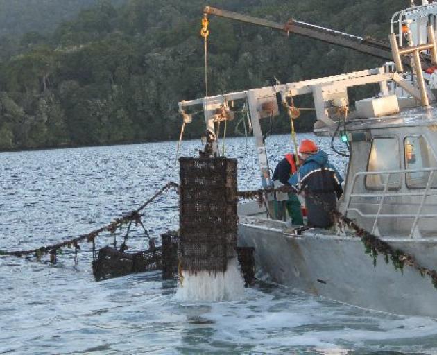 Tonnes of oysters are being removed from Big Glory Bay. Photo: Southland Express 