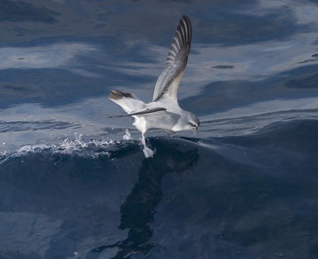 A fairy prion skims across the water. PHOTO: IAN SOUTHEY







