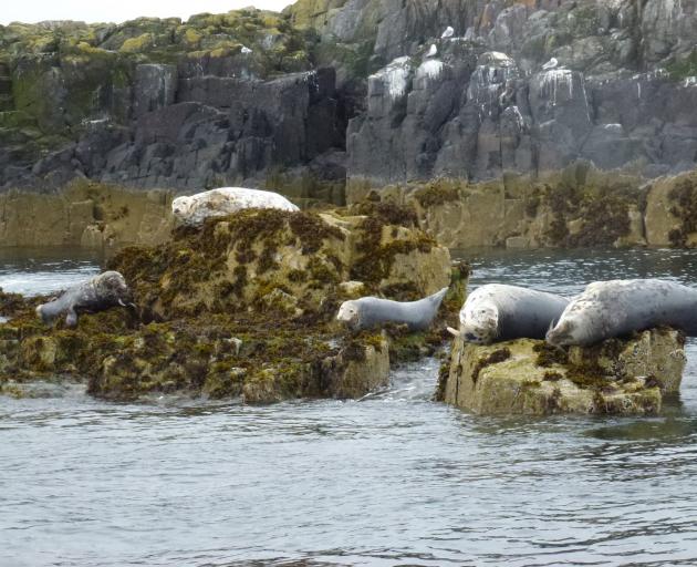  Big-eyed grey seals stare impassively at visitors. PHOTO: NEVILLE PEAT