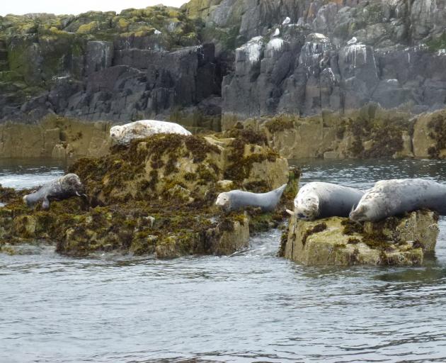 Big-eyed grey seals stare impassively at visitors. PHOTO: NEVILLE PEAT