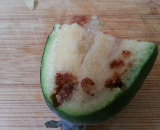 Community Fruit Harvest has not been offered any feijoas this year. Photo: RNZ