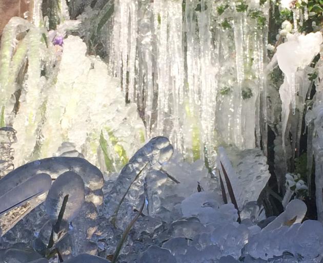 Judy Gillan, of Arrowtown, calls this the "winter garden''. "I noticed this the other day,'' she said. "A new water feature has appeared due to the neighbour's watering system succumbing to the 5-degree frosts we have been having over the last week.'' Pho