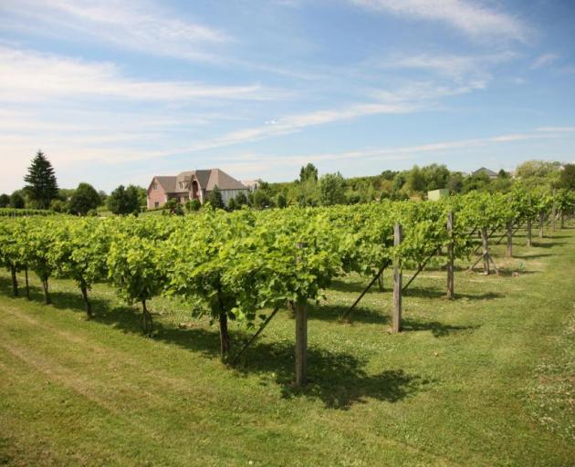 Sun shines on the Valentino Vineyards and Winery, Long Grove, Illinois. Photo from Illinois Office of Tourism