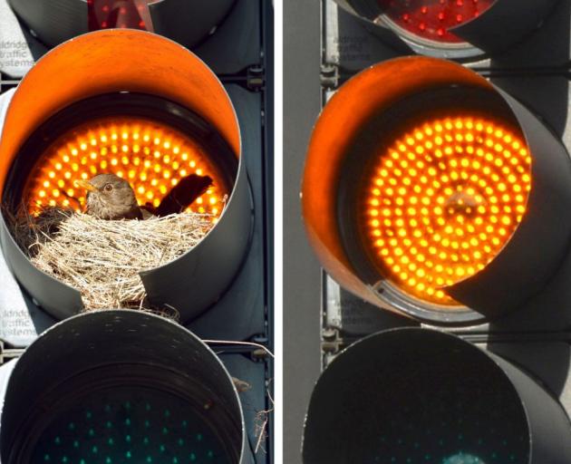 The traffic light in Crawford St, Dunedin, with its blackbird nest on Wednesday and without it yesterday. Photos by Stephen Jaquiery. 
