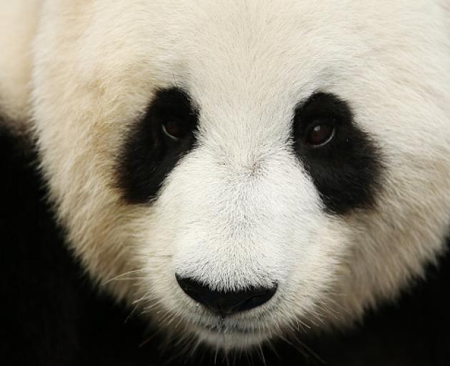 The panda - a heavyweight champion in nature. Photo: Getty Images