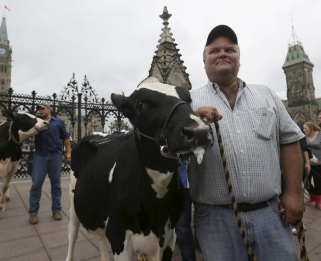 Farmers walked their cows down the main street opposite Parliament in Ottawa to protest trade talks  they say could cripple them. Photo: Reuters