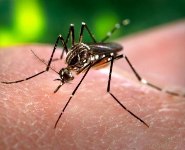 The spread of Zika depends mostly on Aedes aegypti, a mosquito that thrives in steamy urban environments.  Photo: Wikimedia Commons